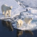 20190715_030_CAN three polar bear